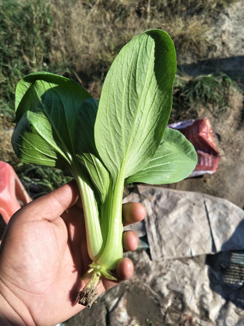 青菜，南通上海青，常年不断货，产地直发，价格优惠