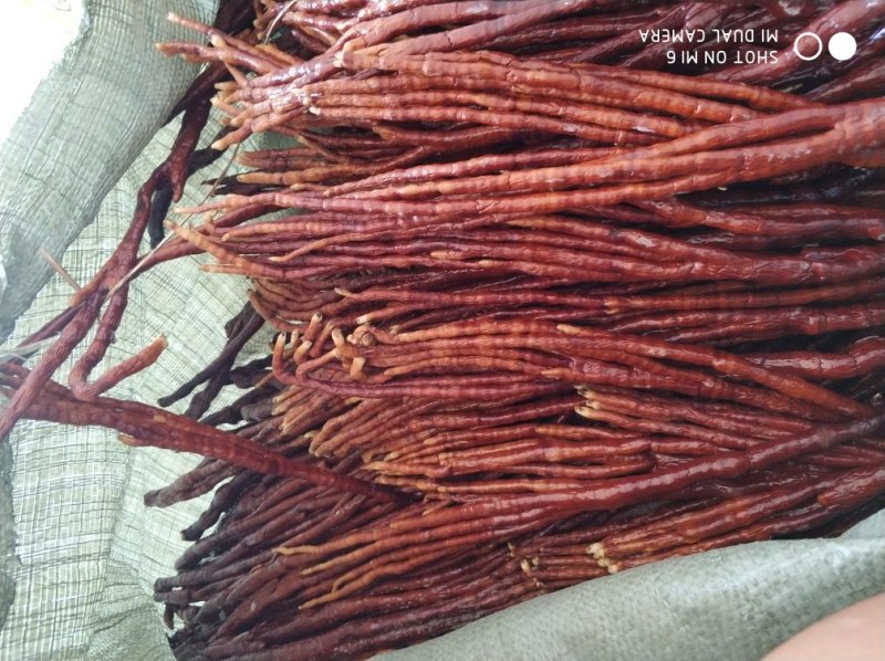 鹿角灵芝佛手灵芝畸形灵芝草山东灵芝产地直销
