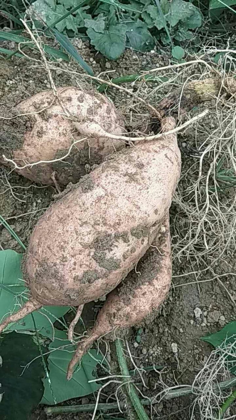 红薯农历八月底至10月有货