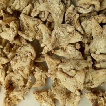 各种药材干品供应