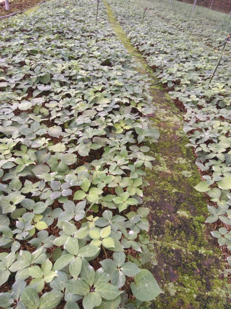各种药材干品供应