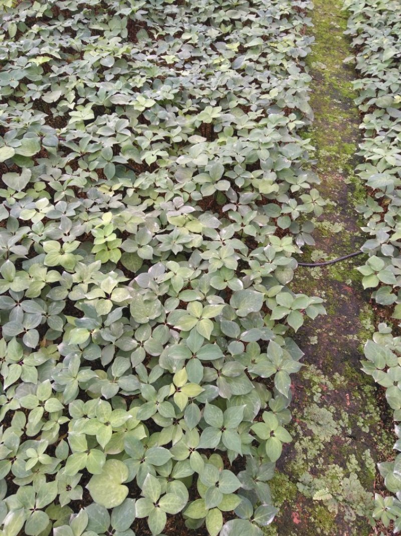 各种药材干品供应