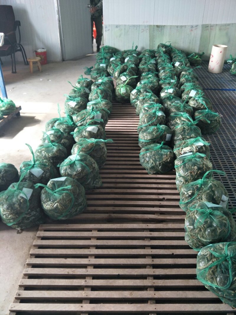 大闸蟹、宝应湖大闸蟹、量大优惠，全国物流发货