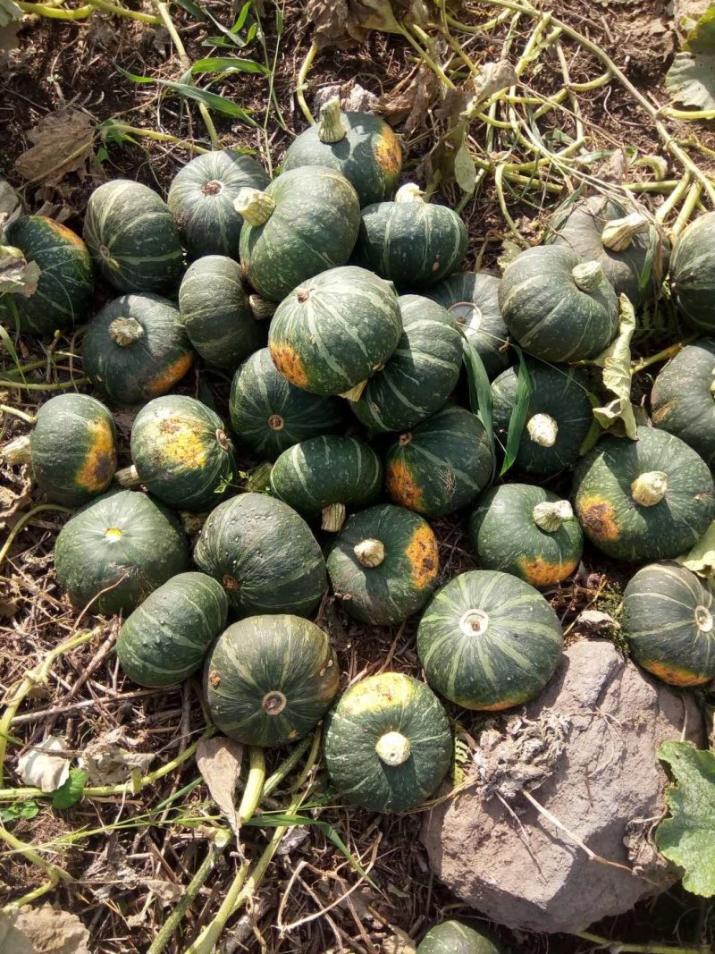 东北南瓜大量供应，千亩基地