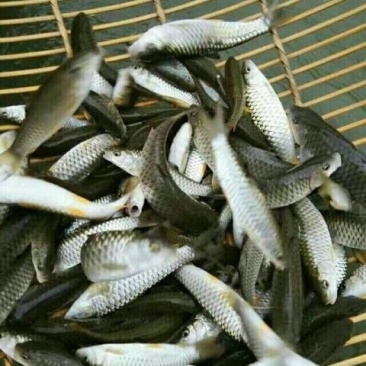 鱼苗，出售各种鱼苗