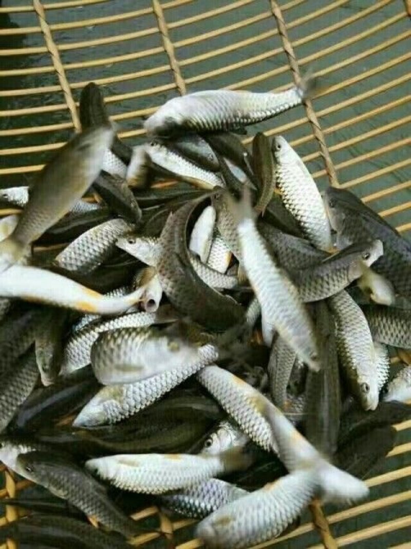 鱼苗，出售各种鱼苗