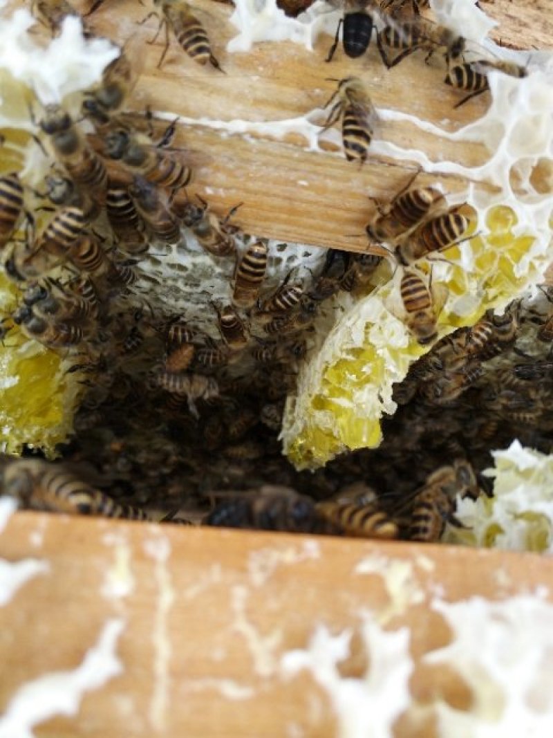 活体蜜蜂群蜜蜂群活体中华蜜蜂群100块一脾包邮