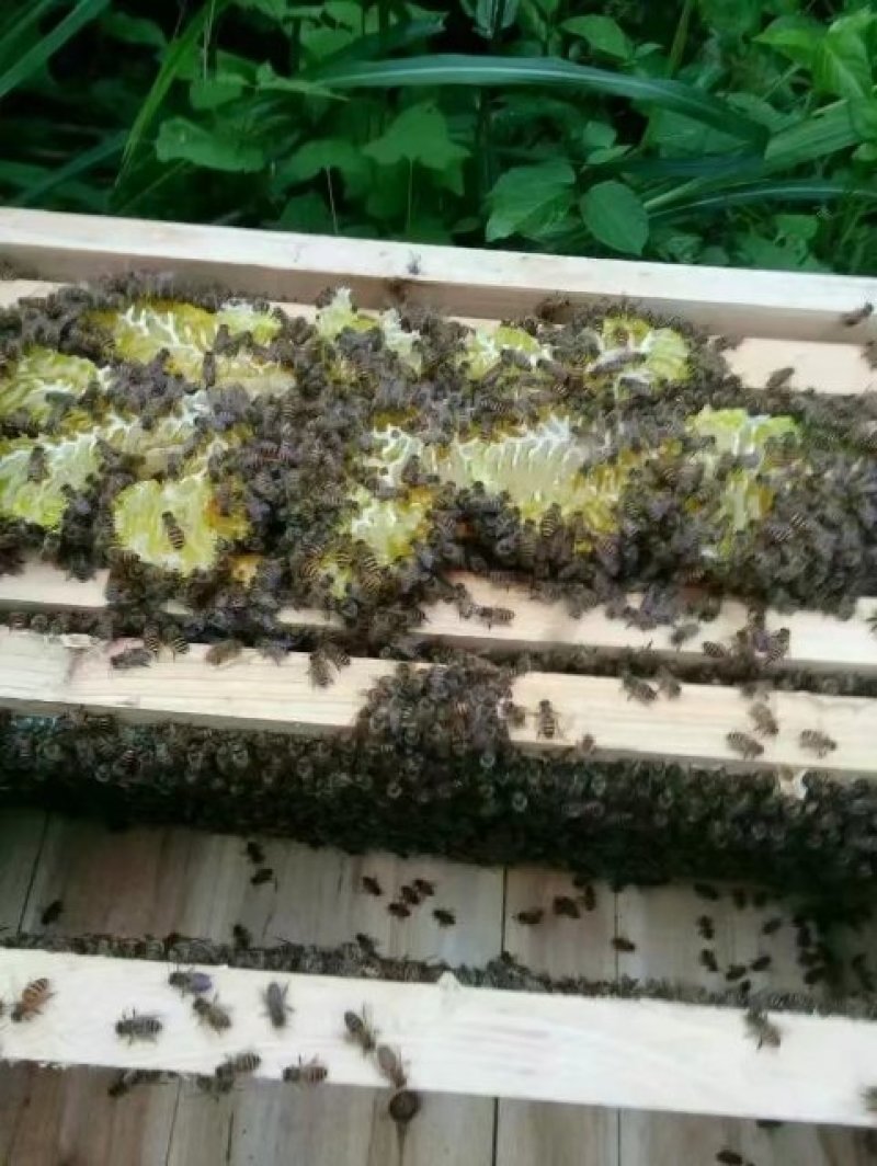 活体蜜蜂群蜜蜂群活体中华蜜蜂群100块一脾包邮