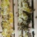 活体蜜蜂群蜜蜂群活体中华蜜蜂群100块一脾包邮
