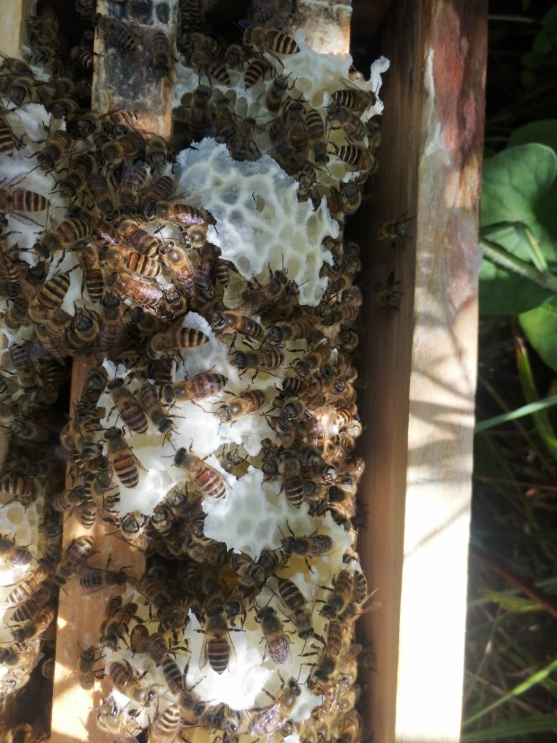 活体蜜蜂群蜜蜂群活体中华蜜蜂群100块一脾包邮