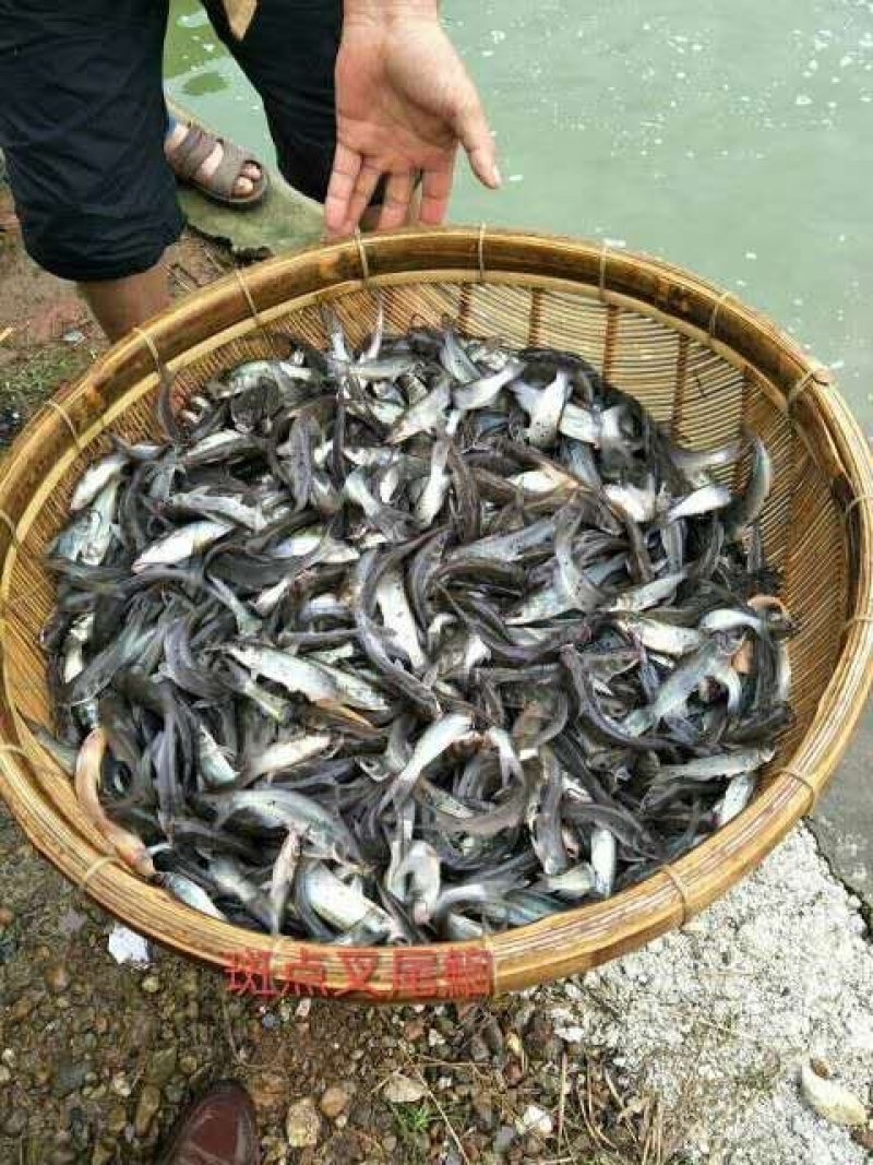 鱼苗，出售各种鱼苗