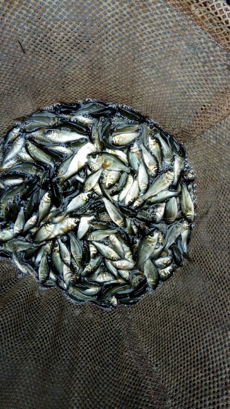鱼苗，出售各种鱼苗