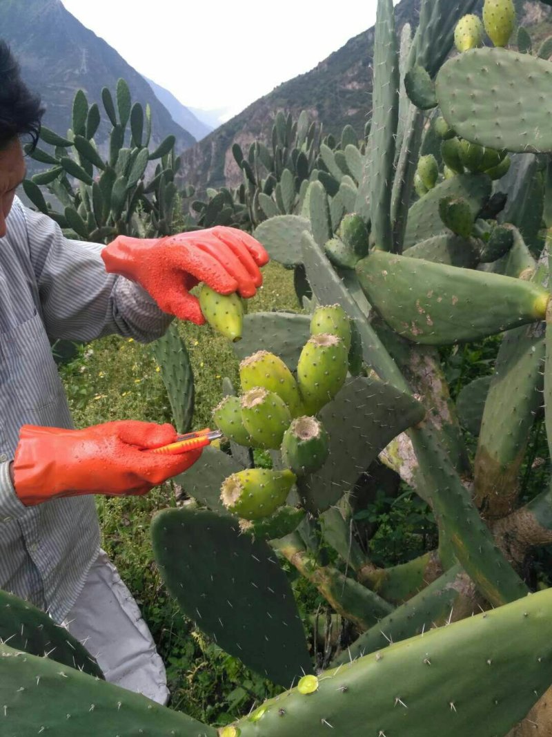 仙桃