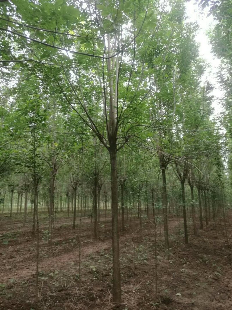 老式白蜡速生白蜡8到15公分量大各种规格甩卖