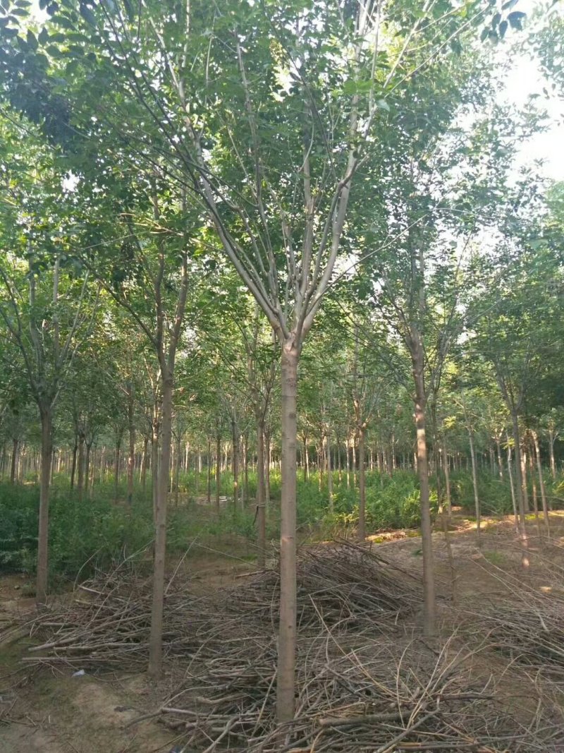 老式白蜡速生白蜡8到15公分量大各种规格甩卖