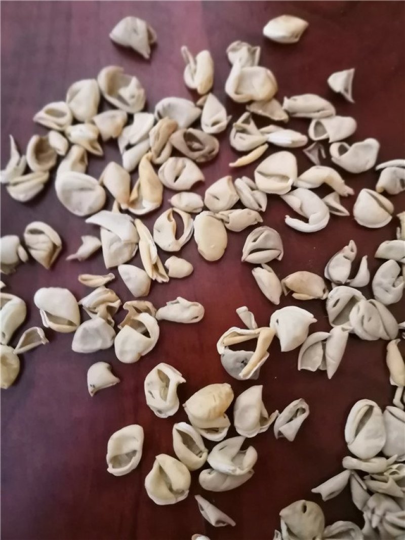 扁豆衣