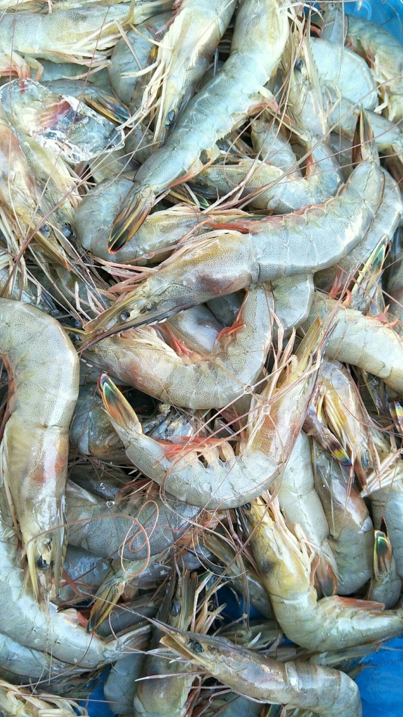 海虾