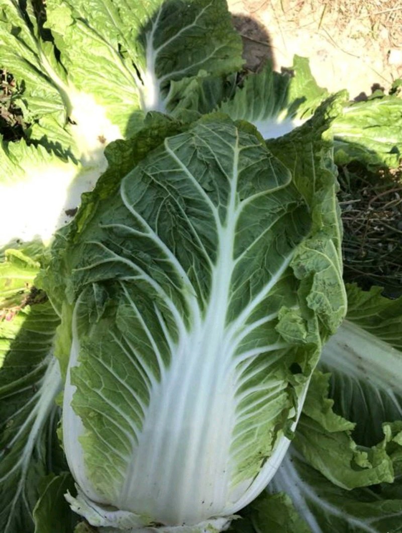 辽宁凌海精品黄心菜，货源充足，质量保证，适合每个市场