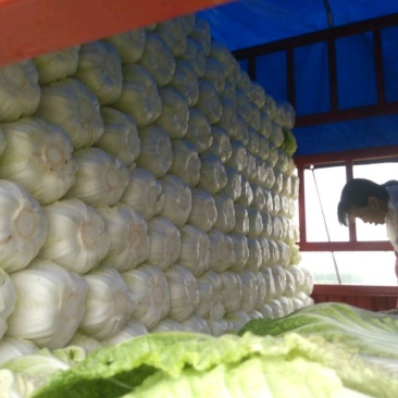 辽宁凌海精品黄心菜，货源充足，质量保证，适合每个市场