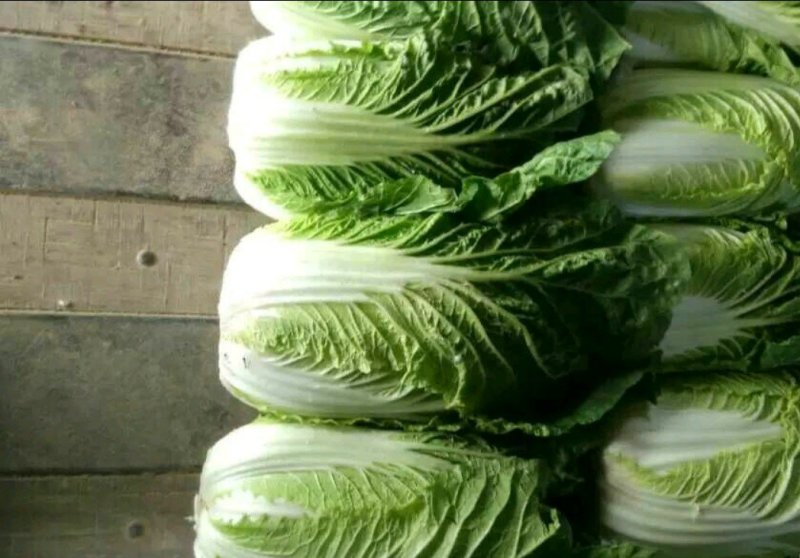 辽宁凌海精品黄心菜，货源充足，质量保证，适合每个市场