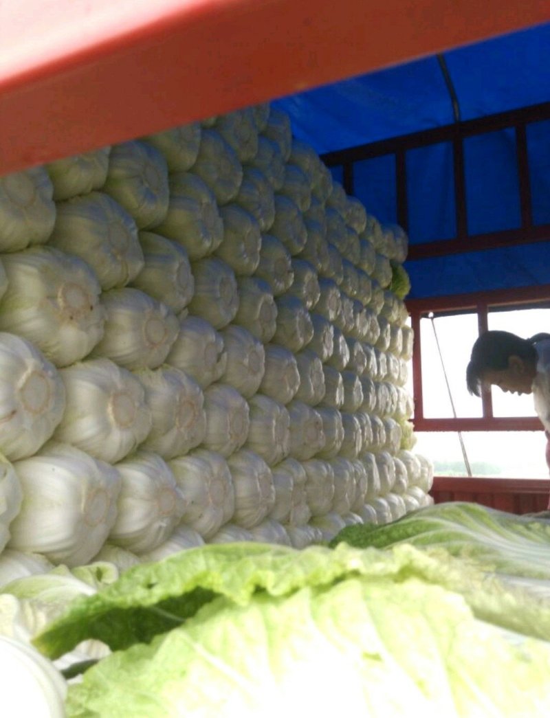 辽宁白菜大量上市，质量牛逼，价格优惠，适合每个市场