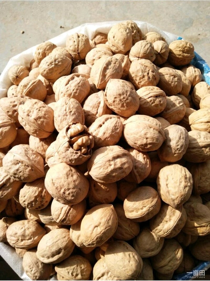 【精品核桃】新货上市个大皮薄干度好口感香价格实惠