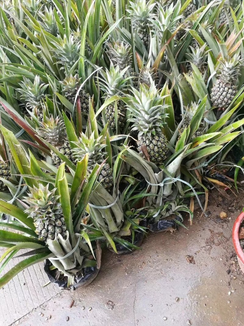 台湾金钻17号凤梨地菠萝苗手撕凤梨台农四号金砖果树苗木地