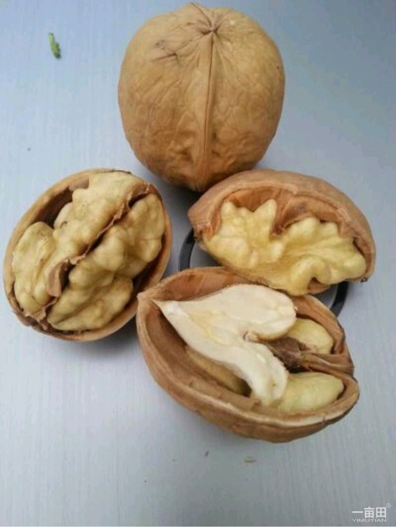 【精品核桃】新货上市个大皮薄干度好口感香价格实惠