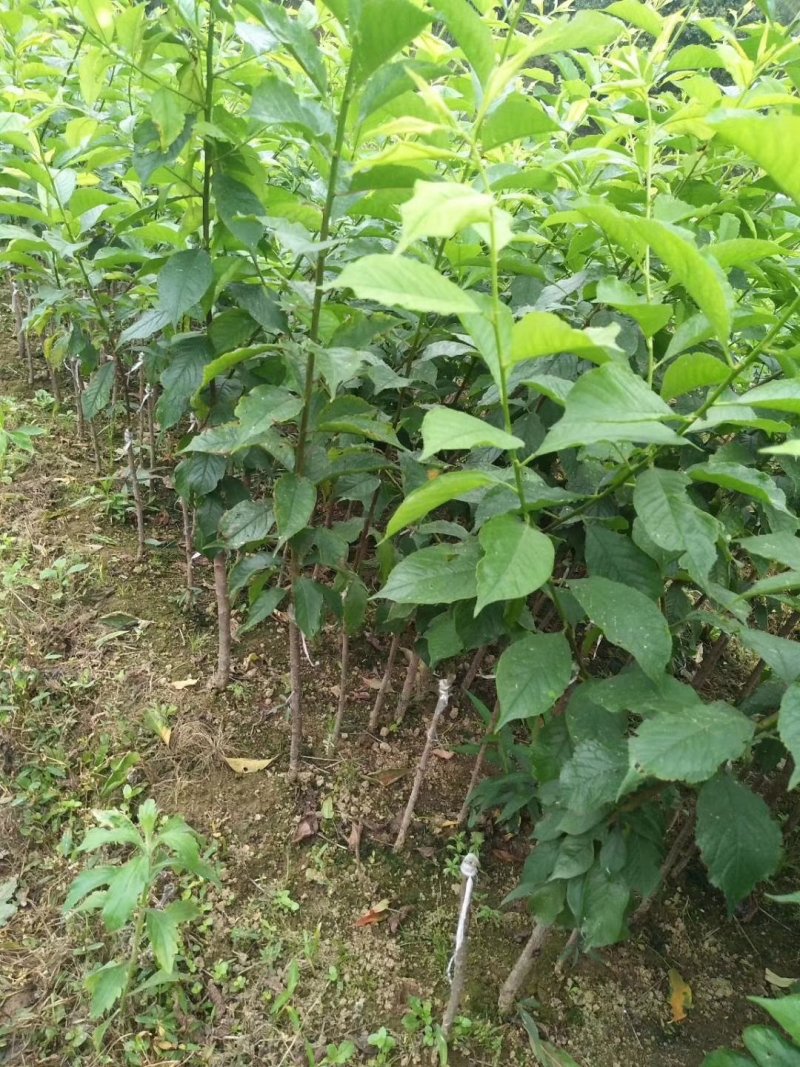 桑树苗四季长果桑树苗无籽大果桑苗地栽盆果当年结果