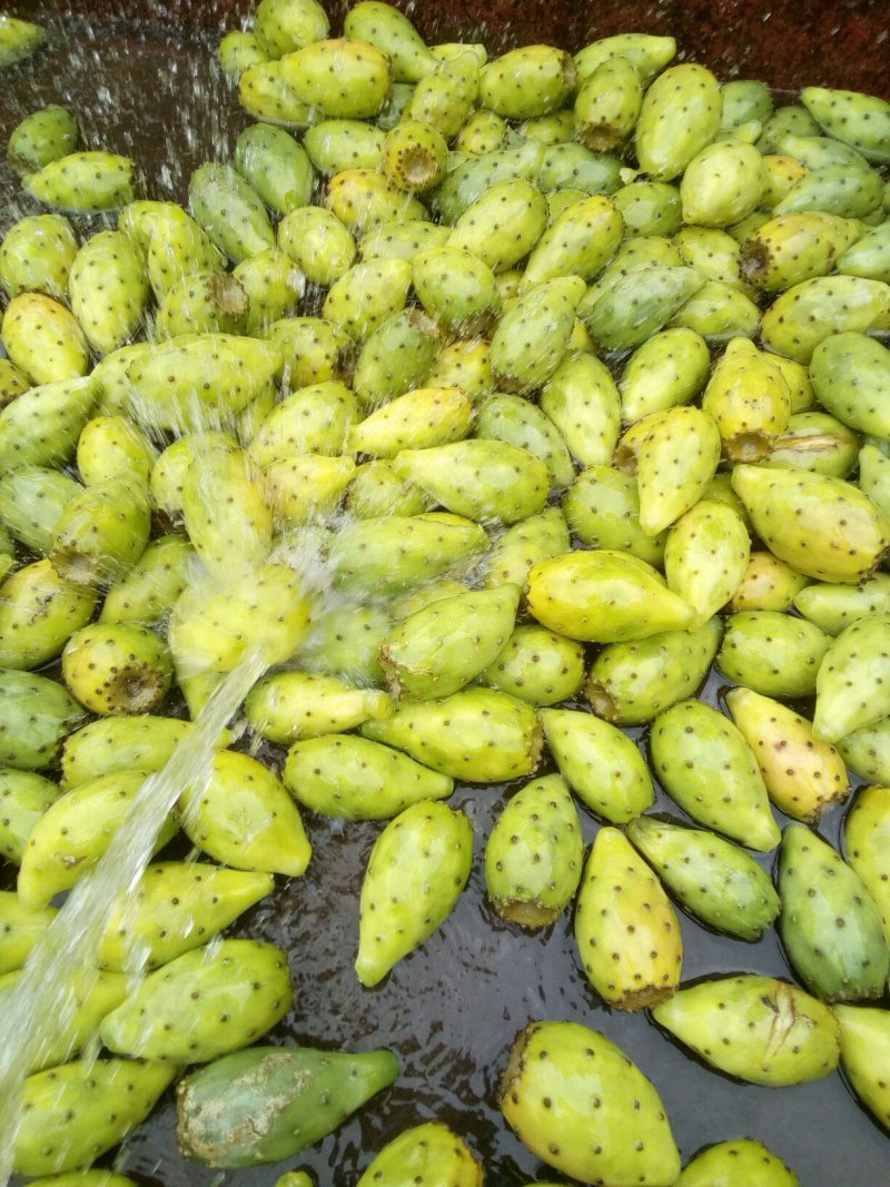 热带水果