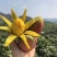 芒果苗树苗四季蜜芒金煌芒苗贵妃嫁接苗品种正宗