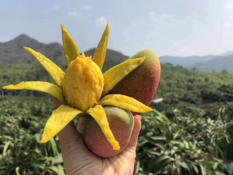 芒果苗树苗四季蜜芒金煌芒苗贵妃嫁接苗品种正宗