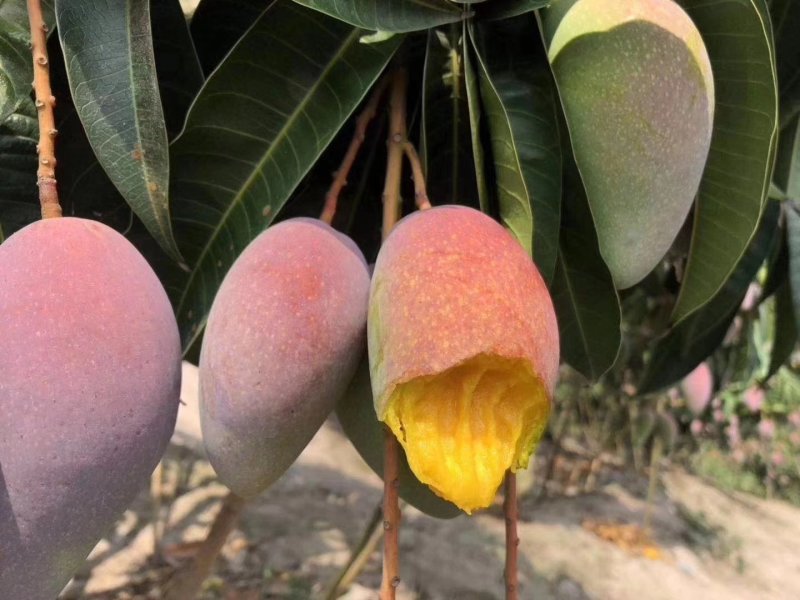 芒果苗树苗四季蜜芒金煌芒苗贵妃嫁接苗品种正宗