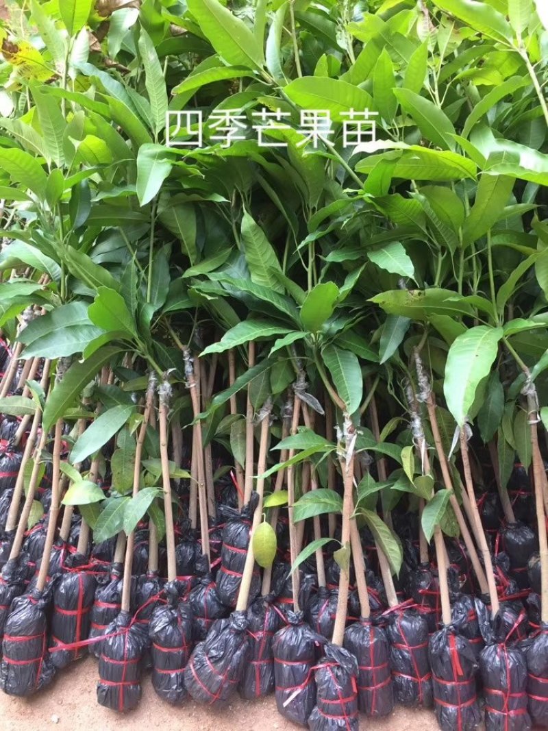 芒果苗树苗四季蜜芒金煌芒苗贵妃嫁接苗品种正宗