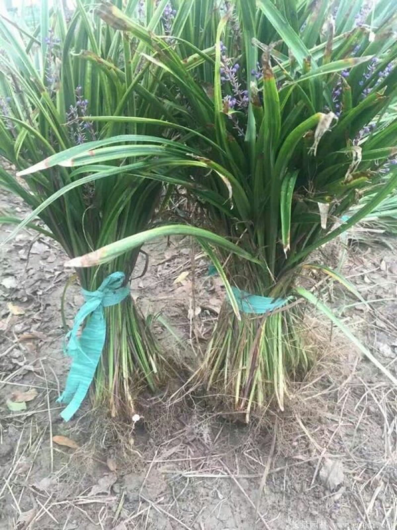 金边麦冬苗清秀数足地苗杯苗基地直销量大从优