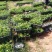 牛大力种苗10个月苗抗旱、结薯能力强