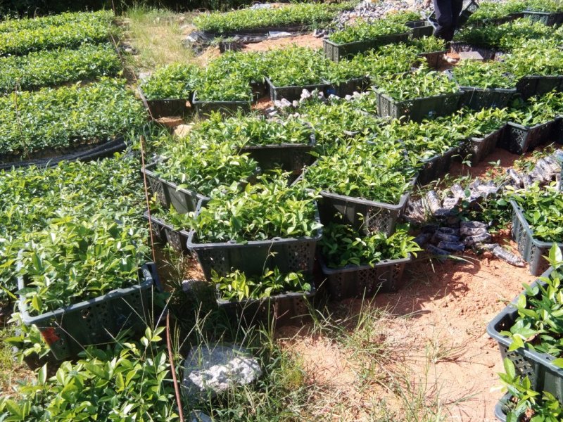 牛大力种苗10个月苗抗旱、结薯能力强