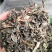 菊苣草冷背中药材