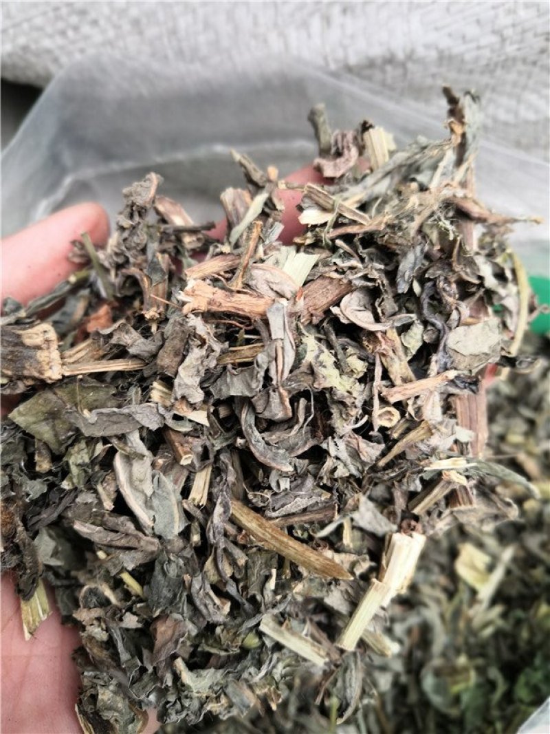 菊苣草冷背中药材