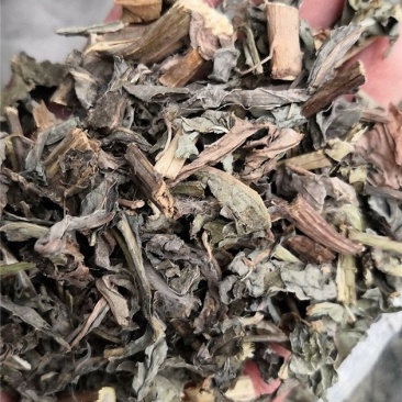 菊苣草冷背中药材