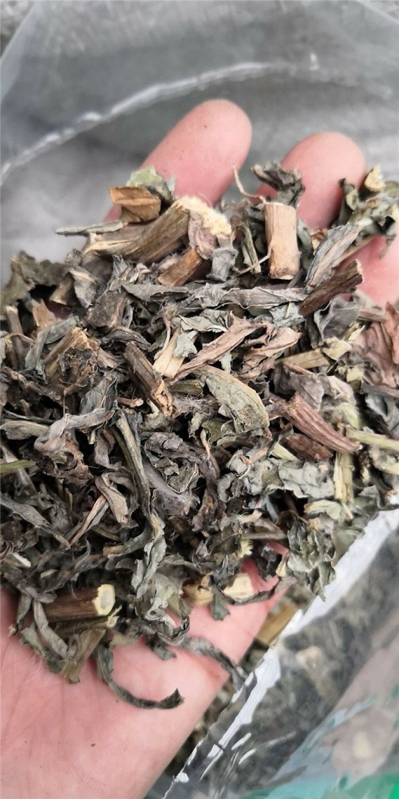 菊苣草冷背中药材