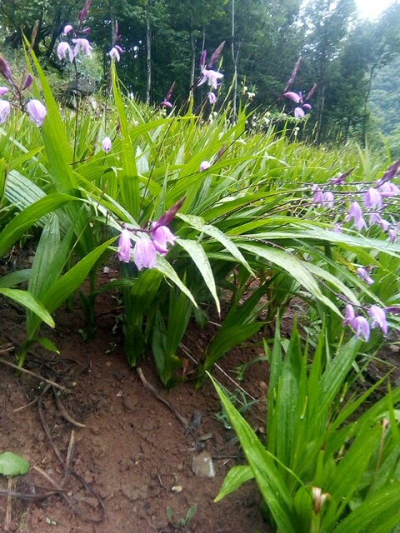 出售三叉大白芨