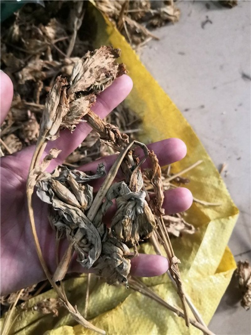 龙胆花