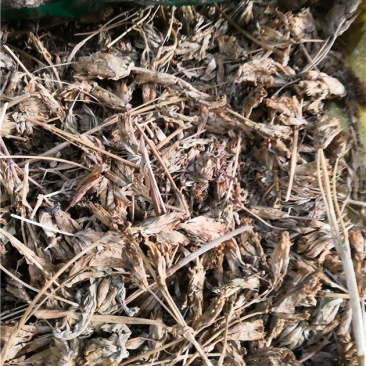 龙胆花
