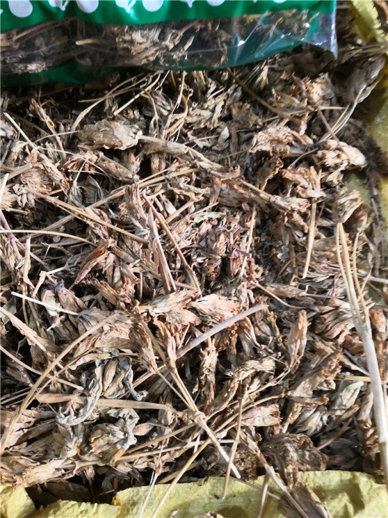 龙胆花