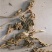龙胆花