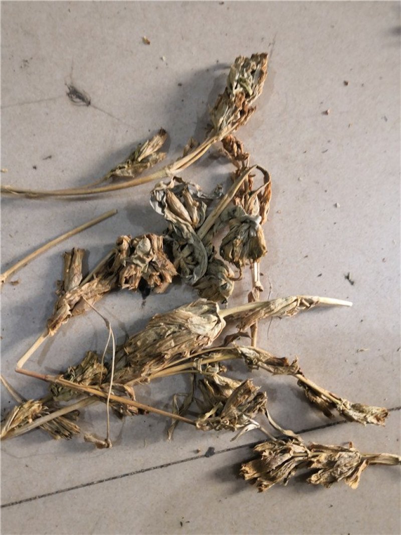 龙胆花