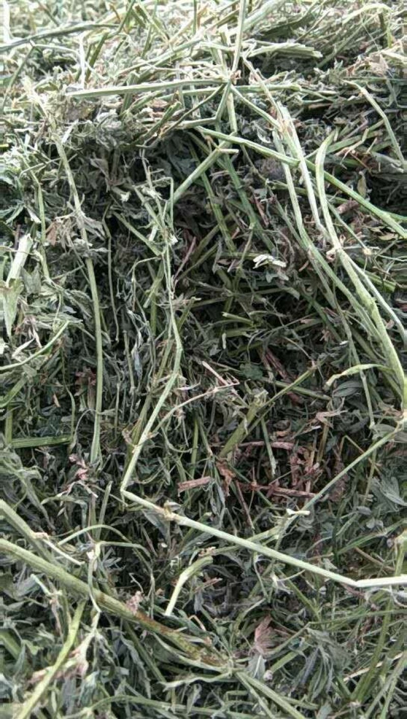 苜蓿全株玉米秸秆羊草