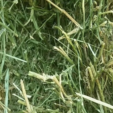 苜蓿全株玉米秸秆羊草