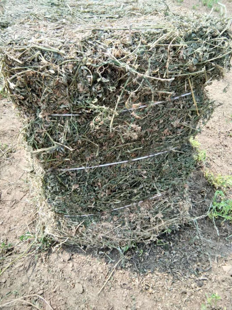 苜蓿全株玉米秸秆羊草